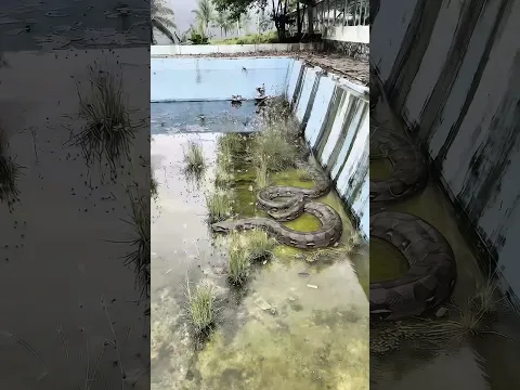 Banyak ular dikolam renang#shorts #minivlog #bocilwargads #maspreman