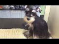 Miniature Schnauzer puppies for sale in New York www EmpirePuppies org