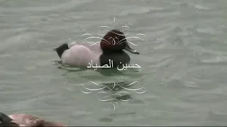 صوت بط احمر الرأس او الكوشر 