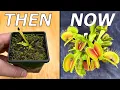 No Bullsh t Venus Flytrap Care Guide