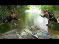 Download Lagu Dwarf Family Uses 500-Year-Old Fish Trap Method to Catch All the Fish in the Stream