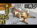 Download Lagu 元ボス猫を家族に迎えたら子猫が来ると当たり前のように子育てするイクメンなってしまいました