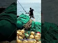 Download Lagu Cara Nelayan Melempar Jaring untuk Menangkap Ikan di Laut | Teknik Memancing