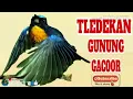 Download Lagu #MASTERAN TELEDEKAN GUNUNG GACOR