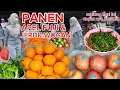 Download Lagu Mulung hari ini kita panen apel Fuji,jeruk wogan,sayuran \u0026 perbumbuan