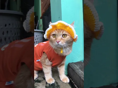 Suara kucing ini penarik rezeki katanya🙀 #kucing #pecintakucing #catlover #suara kucing #viral
