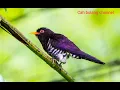 Download Lagu masteran burung kedasi unggu/suara pikat burung kedasi unggu