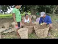 HARVEST TIME CLASSIFYING MANGO BY SIZE A DAY IN MY LIFE KAPAG MANGO SEASONS