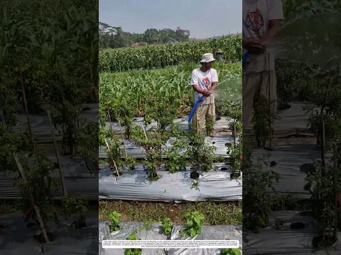 Chili Field Irrigation: How High-Pressure Hose Sprays Transform the Land