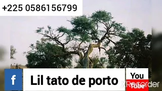 tato de porto 20e si cle dirig par lil tato de portoe