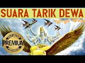 Suara walet || suara tarik senja Raja walet|| Raja Albino || Dewa Kipas