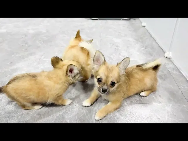 動画