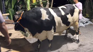 12 SAPI RAKSASA MENUJU CATRA FAR, amunisi kontes Jabar?🔥