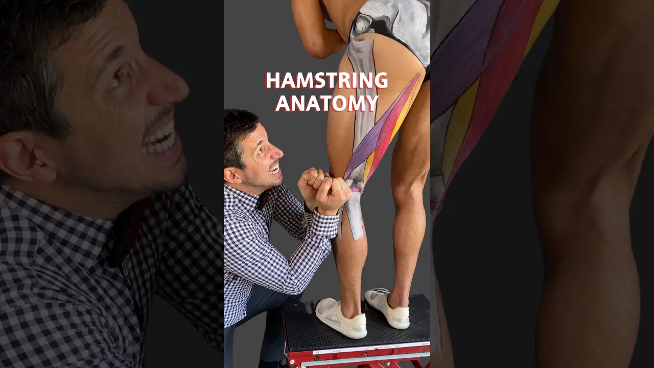 Hamstring Anatomy
