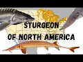 The Sturgeon Species Of North America a guide with range maps