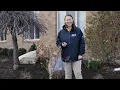 PETITTI How to Prune Panicle Hydrangea Trees