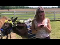 Dressed-Up Donkey Carries Precious Wine Cargo