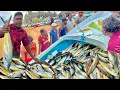 Download Lagu Tangkapan EPIK! Panen Ikan BESAR-BESARAN Menggunakan Teknik Tradisional di desa nelayan pesisir Sri Lanka