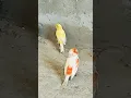Mating call Unusual behavior Amazing Mosaic canary singing kenari gacor #shorts