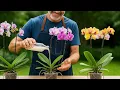 Download Lagu 200 Times Stronger Than Garlic! Sprinkle 1 Spoon of This, Orchids Bloom All Year Round