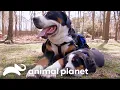 Download Lagu Best Moments of Fatherly Love! | Too Cute! | Animal Planet