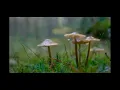 Download Lagu Dalam Kelembutan Pagi - Jocky S dan Dhenok Wahyudi (HQ)