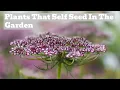 Download Lagu Nature's Generosity: Rosy's Favourite Self-Seeding Plants