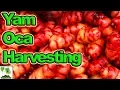 Download Lagu Harvesting OCA From The Plots