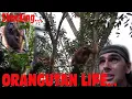 Download Lagu UNE FEMELLE ORANG-OUTAN INQUIÉTÉE PAR UN JEUNE MÂLE