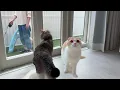 Download Lagu 見知らぬ猫が自分の庭でお散歩してるのを目撃した猫たちがこうなっちゃいました…