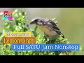 Download Lagu Lemon Finch Gacor | Masteran Kenari Isian Paling Mantap