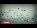 Iwa K - Bebas |Lyrics