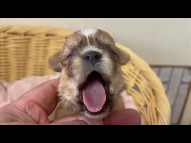 動画