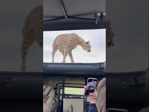 Cheetah jump on Tourist car