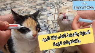 قطط مريضة العناية بالقط أثناء نزلة البرد مع العلاجات اللازمة للمرض أعراض نزلة البرد 