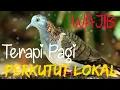 Download Lagu Wajib | Terapi Pagi | Perkutut Lokal | Pasti bersautan