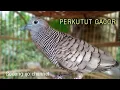 Download Lagu PERKUTUT LOKAL GACOR durasi Pendek