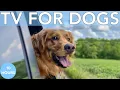 Download Lagu 10 Hours Relaxing TV for Dogs: Virtual Adventure TV for Bored Dogs!