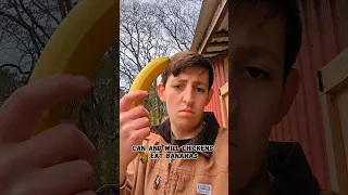 Can Chickens Eat Bananas