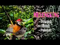 Lagu Melengking ,masteran prenjak,ciblek,pelatuk bawang untuk murai batu