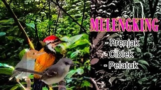 melengking masteran prenjak ciblek pelatuk bawang untuk murai batu