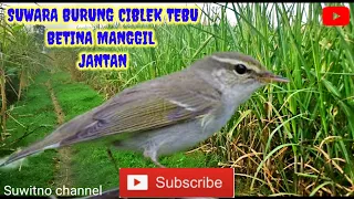 suwara burung ciblek tebu betina manggil jantan