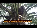 Download Lagu Buahnya super besar boss !! Panen sawit pokok tinggi !?!