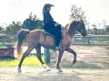 Lagu Rocky Mountain Horse Gaits - Natural Gaits - Flat Walk, Saddle Gait, Canter - Shane