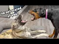 Can this Doberman become Friends with a Big Rescue