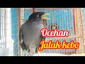 Download Lagu Suara burung jalak kerbau 
