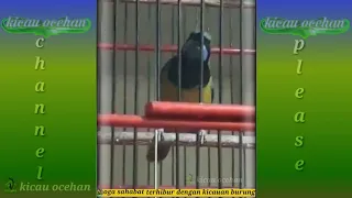 cucak cungkok tembakan istimewa cucak cungkok masteran murai cucak cungkok untuk masteran cendet