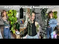 Download Lagu my huge indoor trailing plant collection! 33 species with tips and tricks 🌿