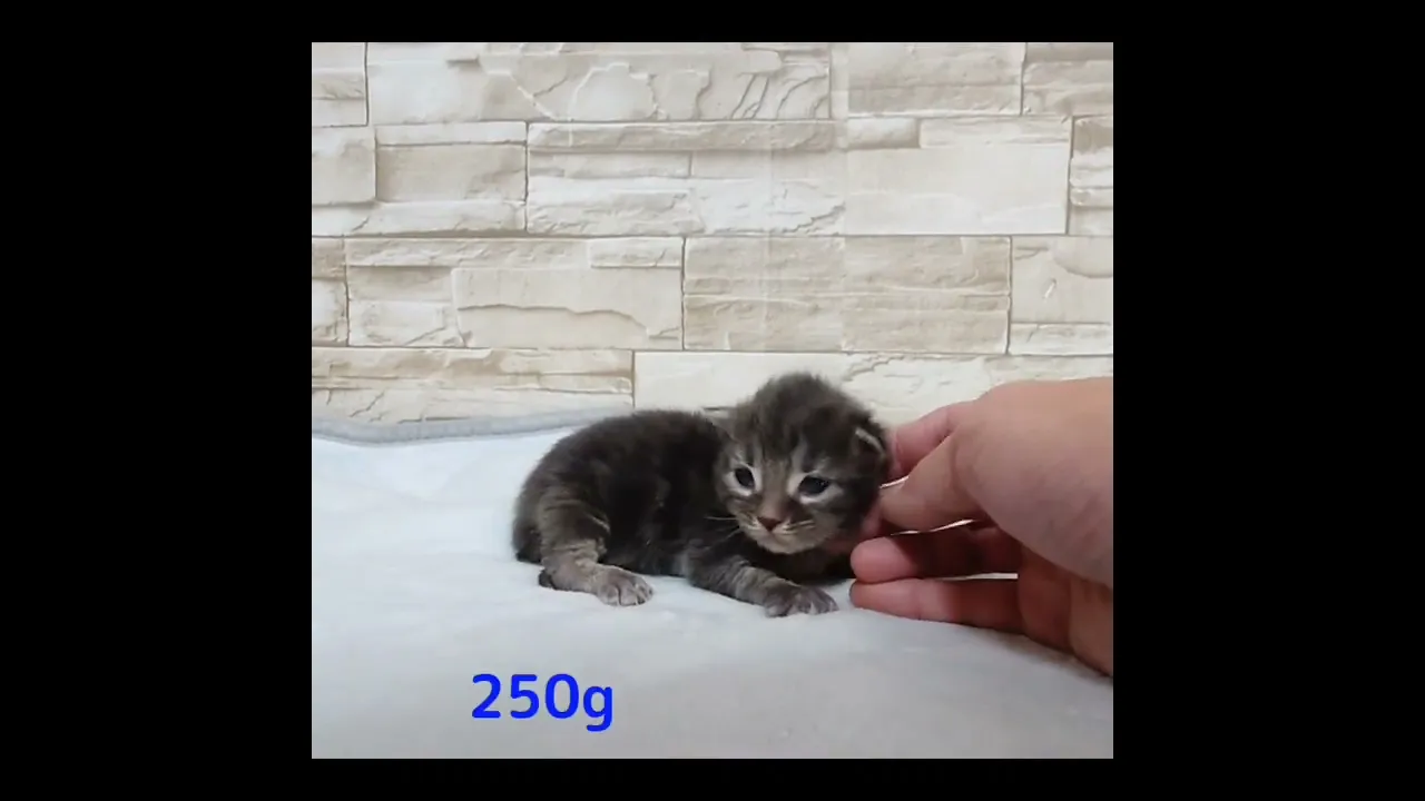 動画