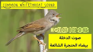 من طلباتكم   صوت الشحوم  الدخلة بيضاء الحنجرة الشائعة                             دندنها